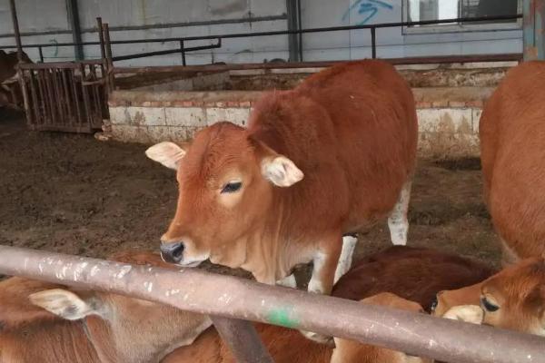 冬天怎么饲养刚出生小牛，需将舍温保持在15-20℃