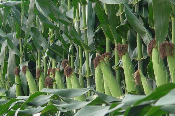 云黄8号玉米种子特征特性，才能充分发挥该品种的丰产潜力