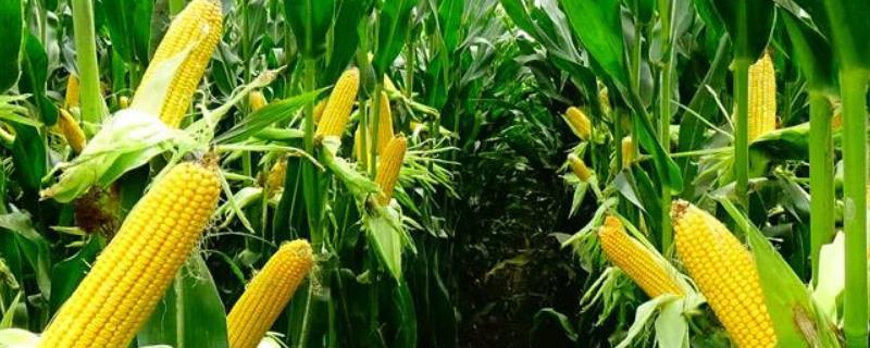 云黄8号玉米种子特征特性，才能充分发挥该品种的丰产潜力