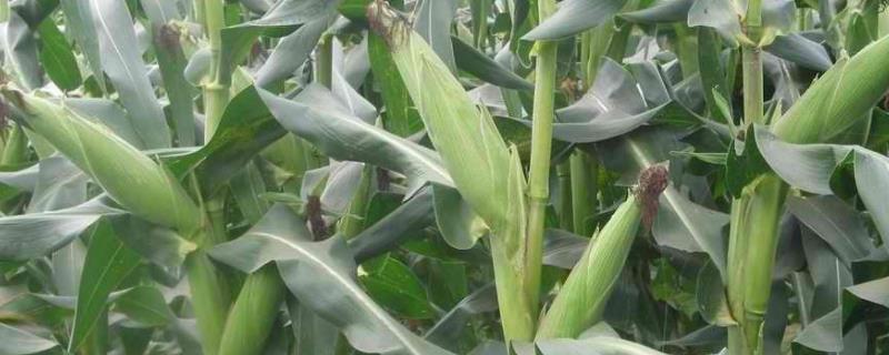 天润211玉米品种的特性，两年区试平均全生育期130天