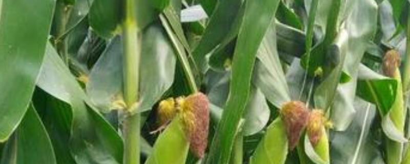 贵玉99玉米种子特征特性，夏播适宜在5月中旬前播种