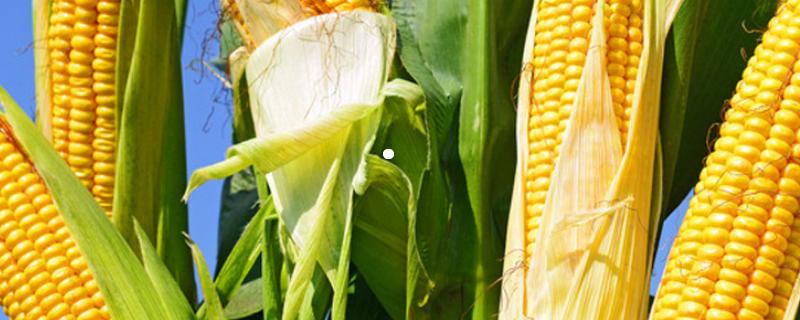 秋庆56玉米品种的特性，两年区试平均生育期123天
