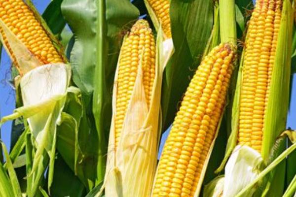 尚玉999玉米种子简介，夏播适宜在5月中旬前播种