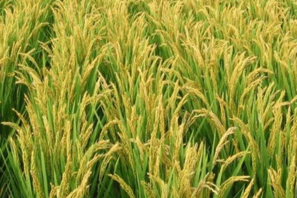 宜优粤禾丝苗水稻品种简介，中抗白叶枯病和纹枯病