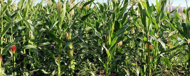高科806玉米种子特点，注意防治病虫害