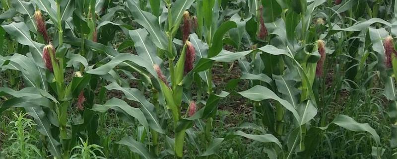 秋润168玉米种子特征特性，适宜播种期6月上旬～6月中旬