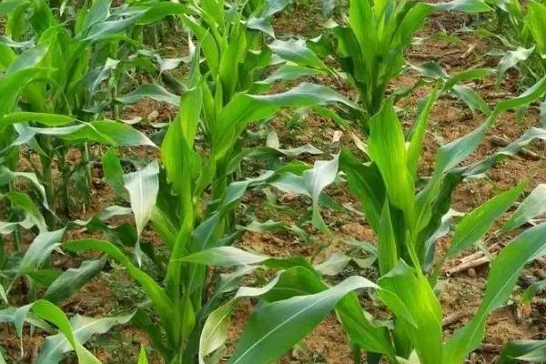 凌科519玉米种子特点，一般留苗密度4500株/亩