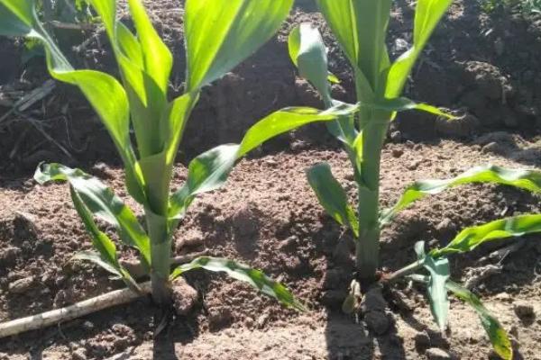 凌科519玉米种子特点，一般留苗密度4500株/亩