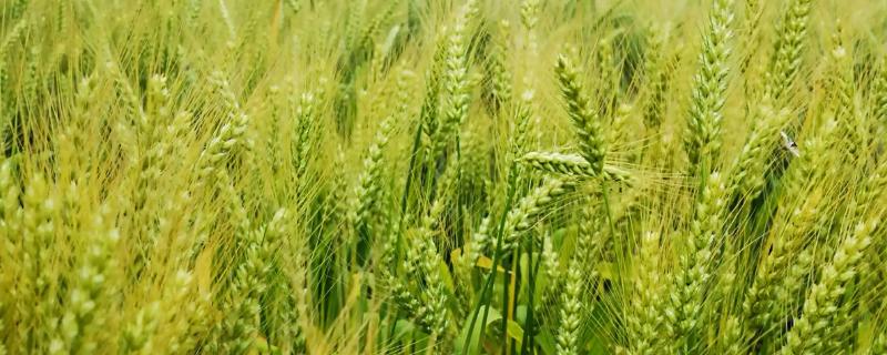 西农33小麦种子简介，属半冬性中熟品种