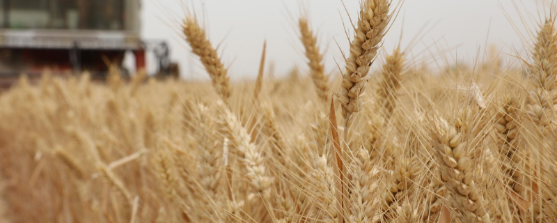 西农579小麦种子特征特性，适宜播期10月上中旬