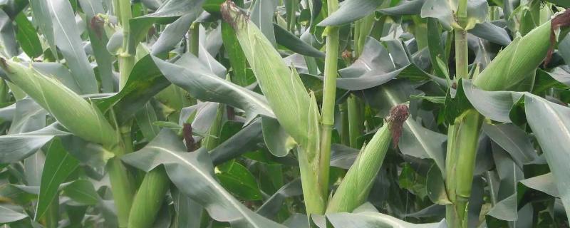 海科018玉米种子特征特性，适宜播种期4月下旬～5月上旬