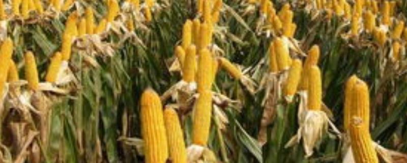 凌科519玉米种子特点，一般留苗密度4500株/亩