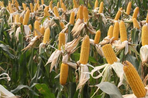 万禾8号玉米种子介绍，种植密度每亩5500株