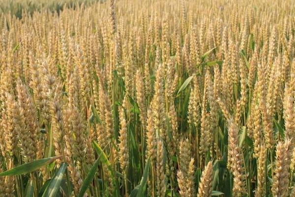 西农837小麦品种简介，适宜播期10月上中旬