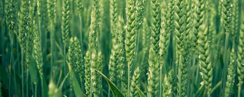 西农837小麦品种简介，适宜播期10月上中旬