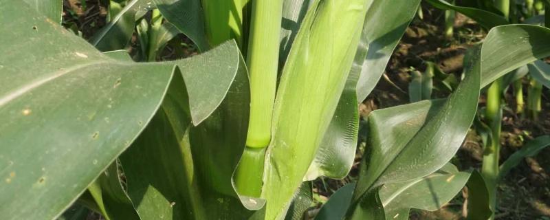 万禾8号玉米种子介绍，种植密度每亩5500株
