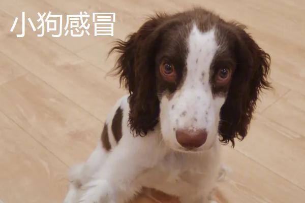 小狗感冒和犬瘟的区别，病因、具体症状和治疗方式都不相同