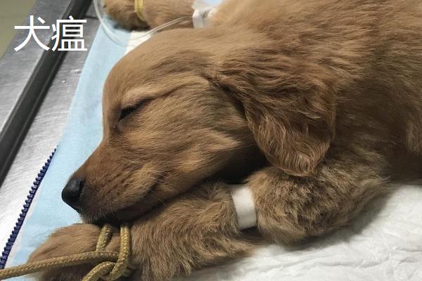 小狗感冒和犬瘟的区别，病因、具体症状和治疗方式都不相同