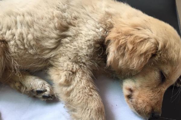 小狗感冒和犬瘟的区别，病因、具体症状和治疗方式都不相同