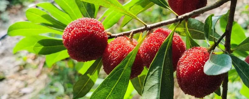 江西有的水果特产，常见的有杨梅、井冈蜜柚、荸荠等