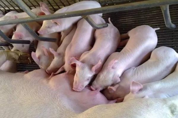 猪一年繁殖几次，一年通常可以生产2-3次