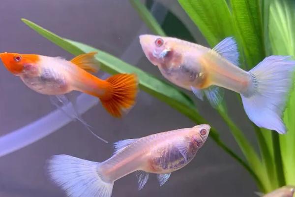 孔雀鱼会打架吗，会因品种的不同而打架