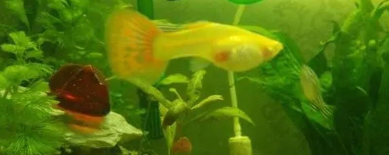 孔雀鱼生产注意事项，生产前需要准备单独的鱼缸