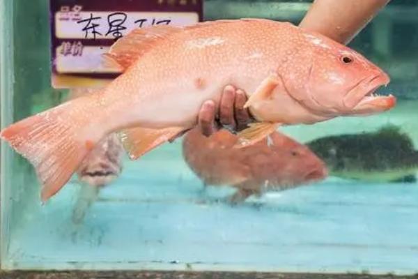 东星斑的养殖方法，温度控制在25-28℃之间