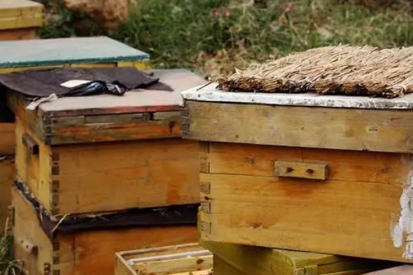 如何养蜂才能挣钱，技术过关是赚钱的必要前提