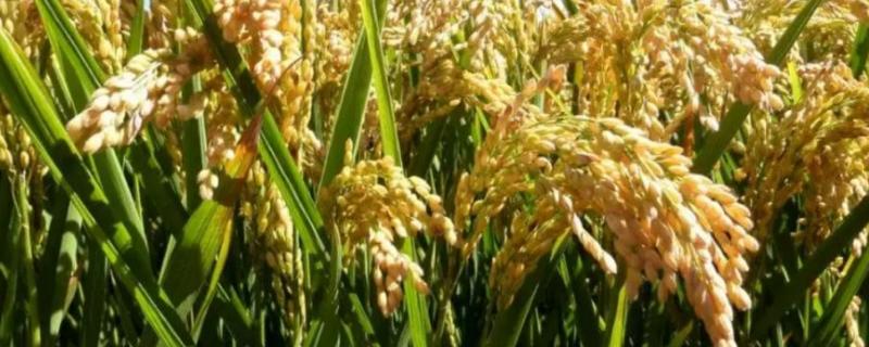 水稻亩产2000斤是否正常，农民种植一般达不到这个标准