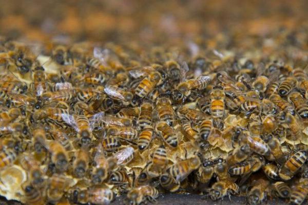中蜂怎样养殖才发展快，必须要有优质的蜂王