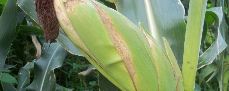 S8006玉米种子介绍，适宜播期为4月下旬～5月上旬