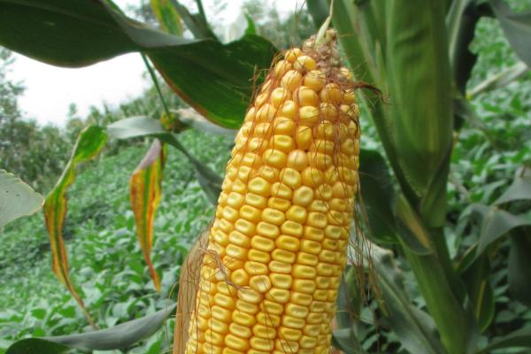 均隆1358（K858）玉米种子简介，每亩种植密度4500株左右
