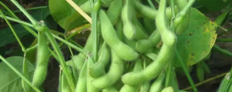 蒙科豆6号大豆种子简介，中等肥力地块1.6万株