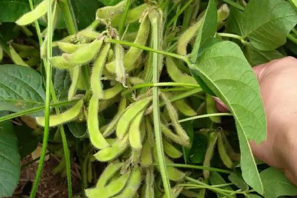 蒙科豆6号大豆种子简介，中等肥力地块1.6万株