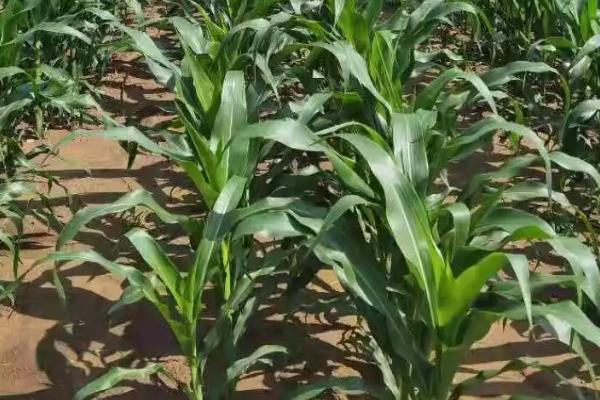 锋玉66（锋玉17）玉米品种的特性，栽培密度为5000株/亩