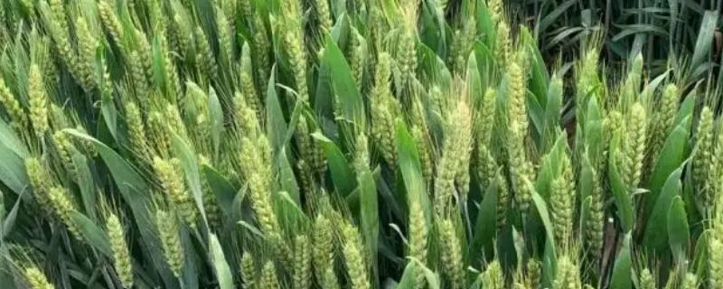 华垦麦2号小麦种子介绍，平均生育期91天