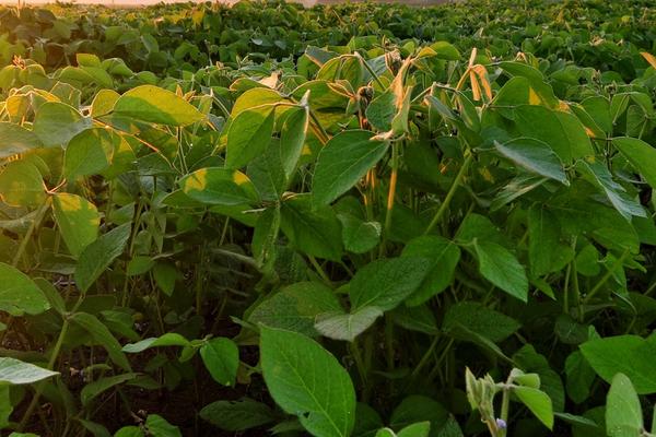 蒙科豆10号大豆品种的特性