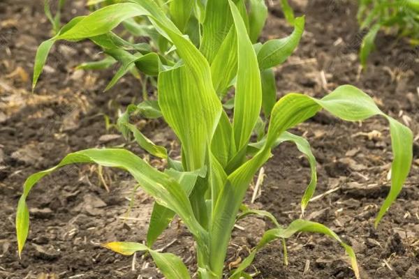 D919玉米品种的特性，应选择肥力较好的地块种植