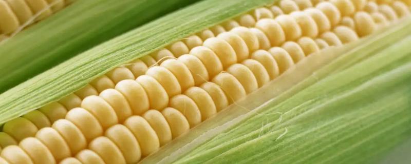 K133玉米品种简介，应选择肥力较好的地块种植