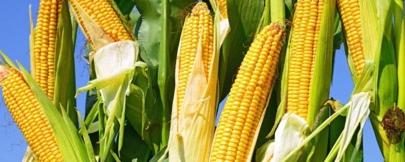 致泰11号玉米种子特点，放赤眼蜂防治玉米螟虫