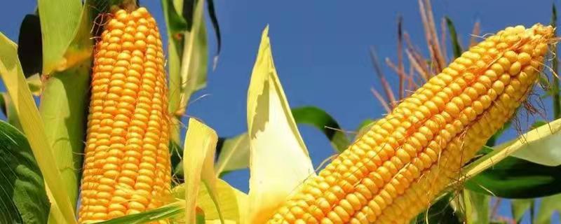 中迪186玉米种子介绍，中抗大斑病