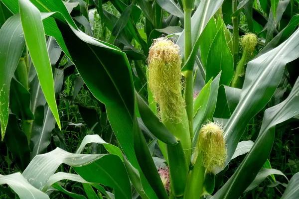 K133玉米品种简介，应选择肥力较好的地块种植