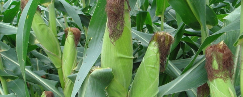 D919玉米品种的特性，应选择肥力较好的地块种植