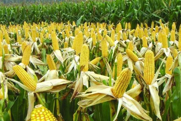 致泰17号玉米种子特征特性，应选择肥力较好的地块种植