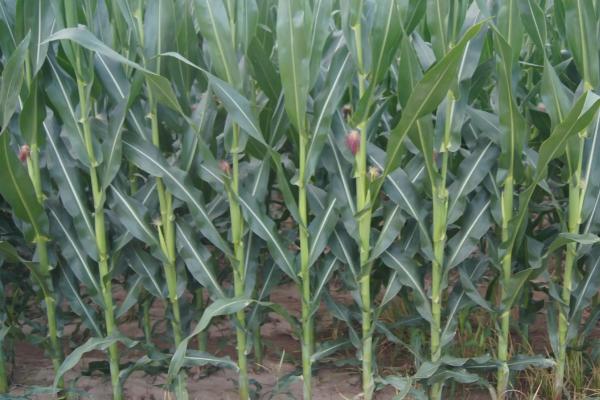 致泰17号玉米种子特征特性，应选择肥力较好的地块种植