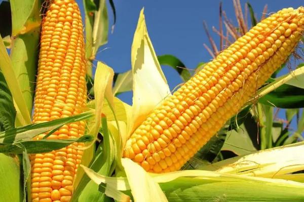 华单128玉米品种简介，应选择肥力较好的地块种植