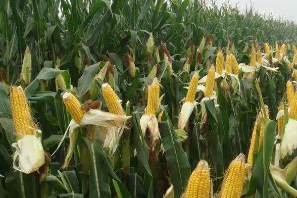 欧斯特301玉米种简介，4月下旬播种