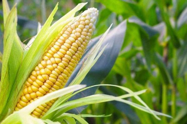东农258玉米品种的特性，中抗大斑病