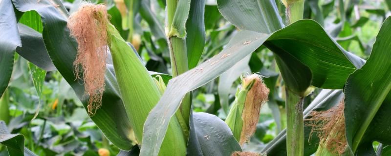 致泰28号玉米品种的特性，播种时精细整地